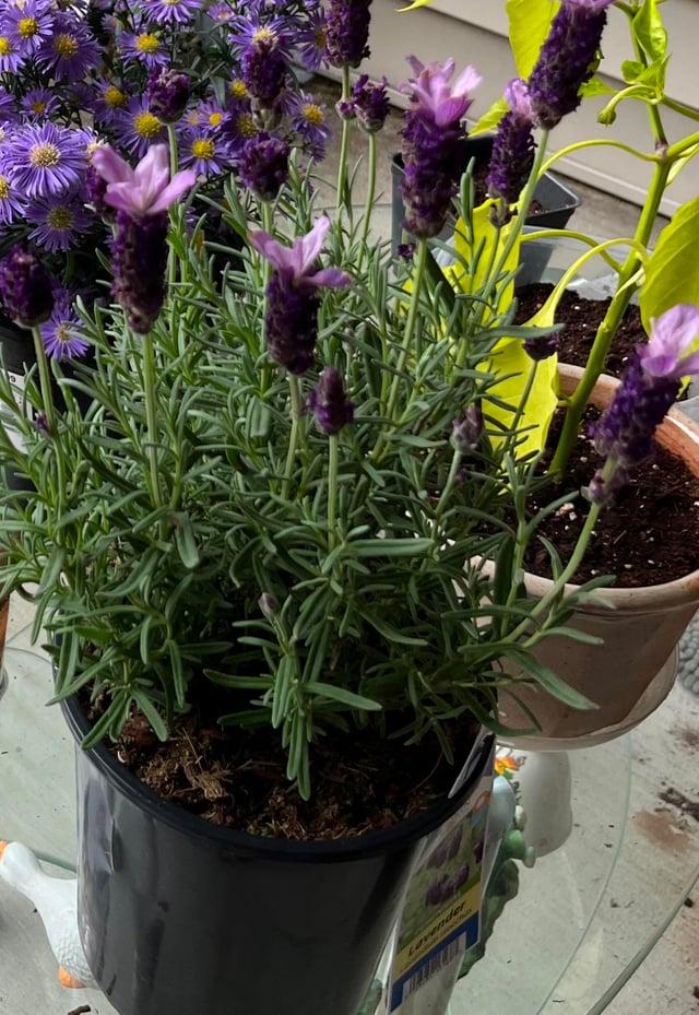 Ces deux plantes sont étiquetées Lavandula stoechas (<b>lavandin</b> ...